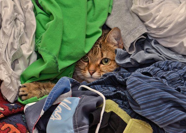 Zero Tasking Day: 5 Haushaltsaufgaben Katzen versauen immer