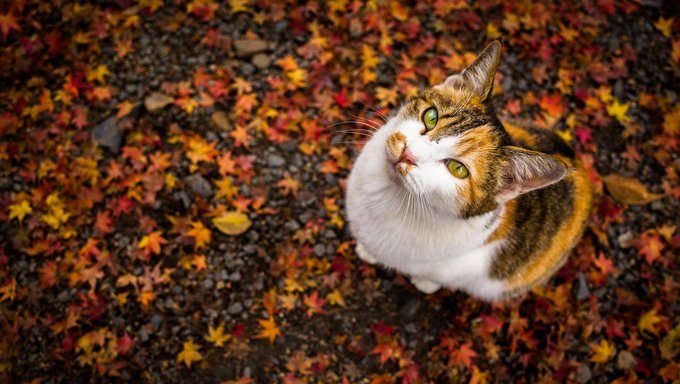 Katze sitzt in Blättern