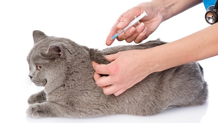 Eine graue Katze erhält eine Injektion von einem Tierarzt.