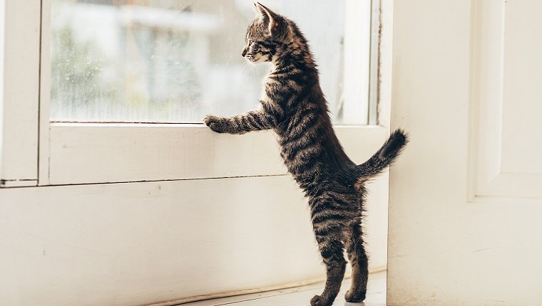 Eine kleine Katze schaut mit den Vorderpfoten auf dem Fensterbrett aus dem Fenster. 