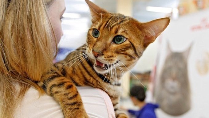 Kiew, Großbritannien - 28. Mai: Eine Katze der Zwerg-Tiger-Katzenrasse genannt 