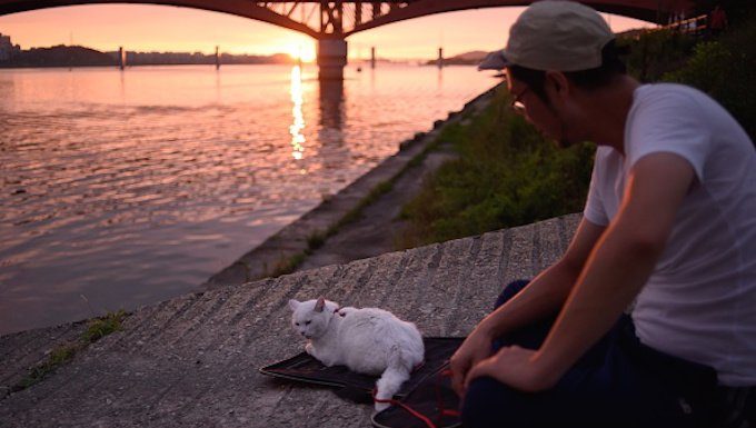 Auf einem Foto, das am 21. Juli 2015 aufgenommen wurde, sitzt ein Mann mit seiner Haustierkatze am Nordufer des Han-Flusses vor der Seongsan-Brücke während eines Abends in Seoul. AFP PHOTO / Ed Jones (Bildnachweis sollte ED JONES / AFP / Getty Images lauten)