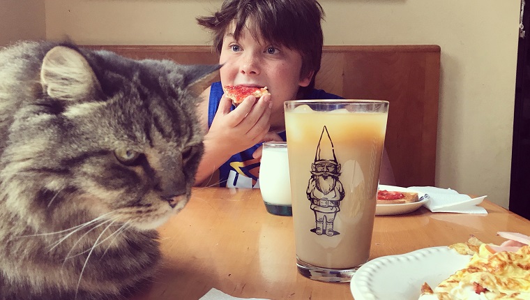 Porträt eines kleinen Jungen mit Sommersprossen, der ein dummes Gesicht macht, als er sein Frühstück am Küchentisch isst. Der große Maine Coon steht im Vordergrund. Kindheit. Entdeckung und Abenteuer.