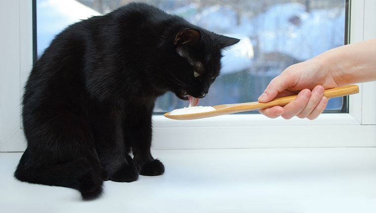 Schwarze Katze, die auf dem Fenster sitzt und saure Sahne von einem Holzlöffel isst. Nahansicht.