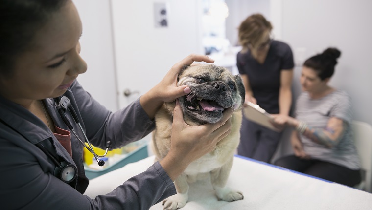 Tierarzt, der den Untersuchungsraum der kleinen Hundeklinik untersucht