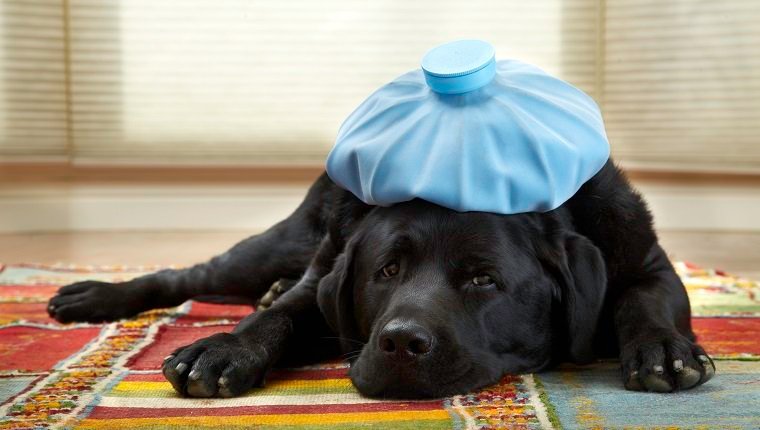 Salmonelleninfektion bei Hunden Symptome, Ursachen und Behandlungen