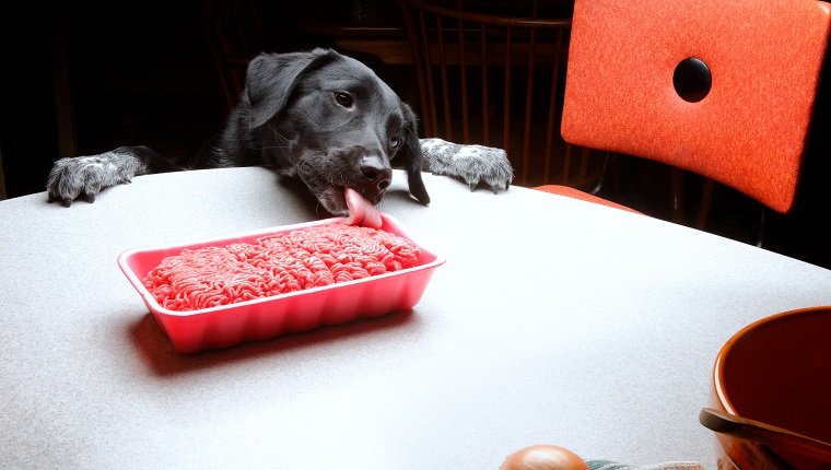 Hund leckt Hamberger vom Tisch
