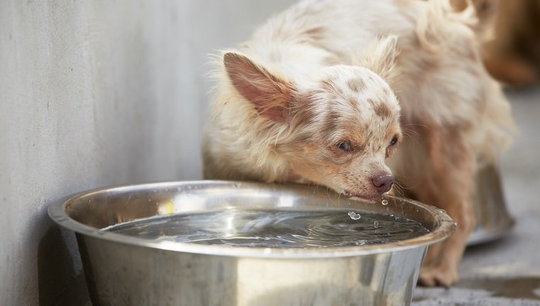 Chihuahua trinkt aus einer Schüssel Wasser.