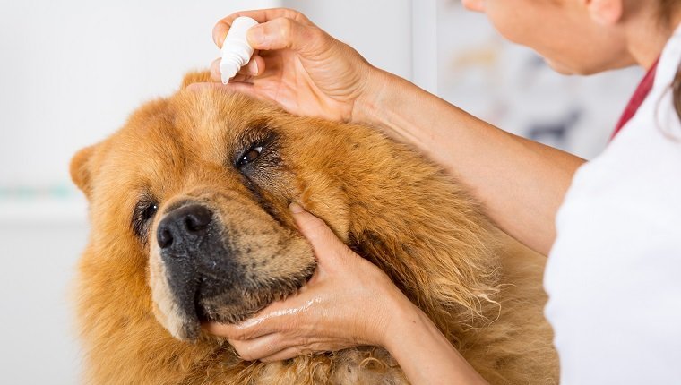 Tierarzt platziert ein paar Tropfen Augentropfen Hund Chow Chow