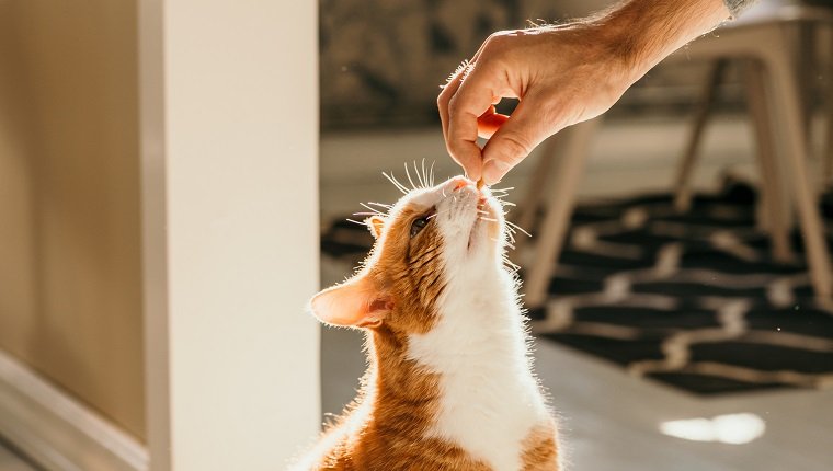 Katze bekommt Katze behandelt Foto, das drinnen im Sonnenlicht genommen wird