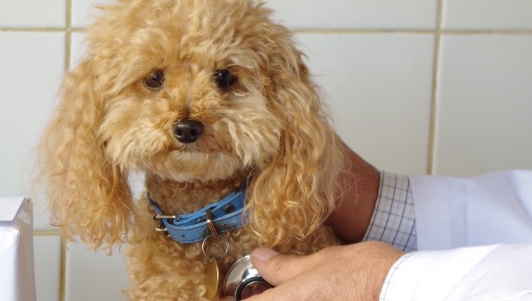 Beschnittenes Bild des Tierarztes, der Hund an Klinik untersucht