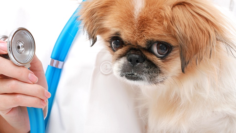 Emphysem bei Hunden Symptome, Ursachen und Behandlungen Haustiere Welt