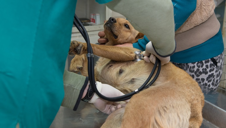 Tierarzt, der einen Hund aus einem Tierheim untersucht. Lounge-Prüfung