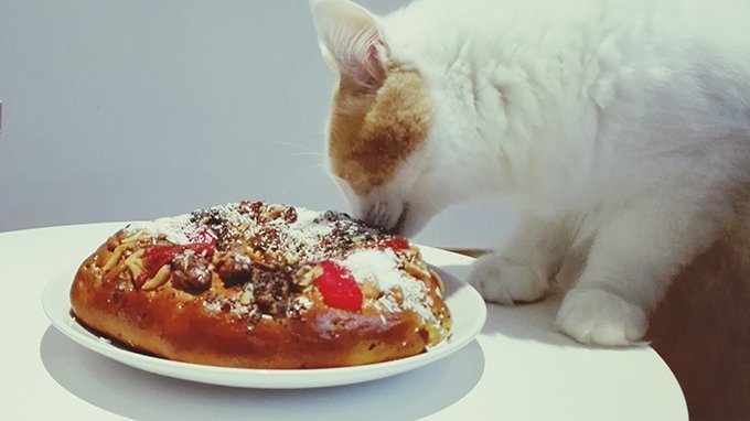 Ihre Katze überprüft das Futter auf Gift, während Sie als Gastgeber abgelenkt sind