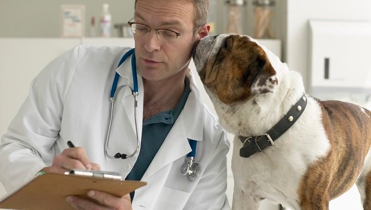 Bulldogge kuschelt Tierarzt schriftlich auf Block
