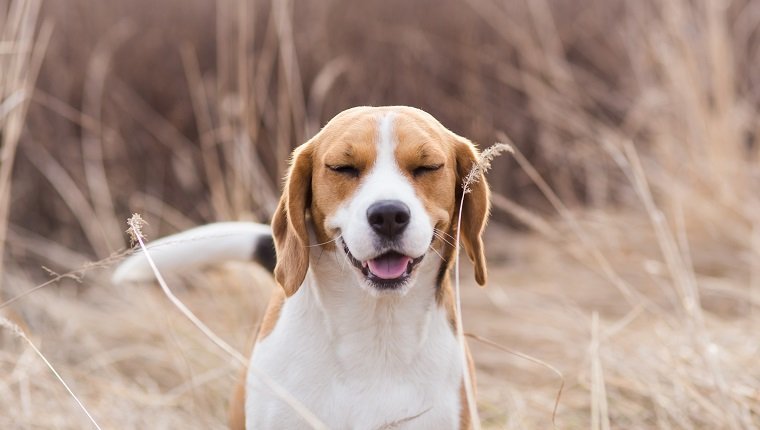 Pollenallergiesymptome, Beagle-Hund