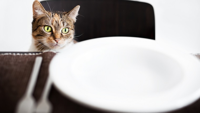 Katze sitzt auf einem Stuhl und schaut über einen leeren Teller. Etwas Getreide sichtbar.