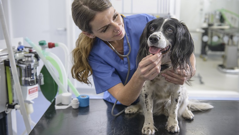 Porträt der Tierarzthelferin mit Hund auf Tisch in der Tierarztpraxis