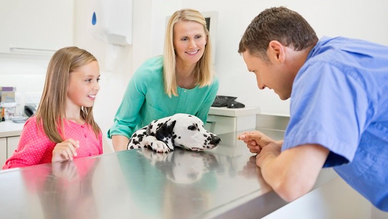 Tierarzt und Besitzer untersuchen Hund in der Tierarztpraxis