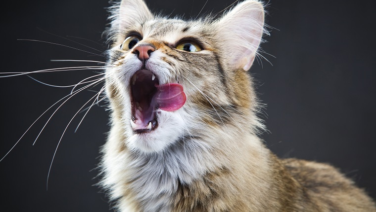 Porträt einer Katze auf einem dunklen Hintergrund