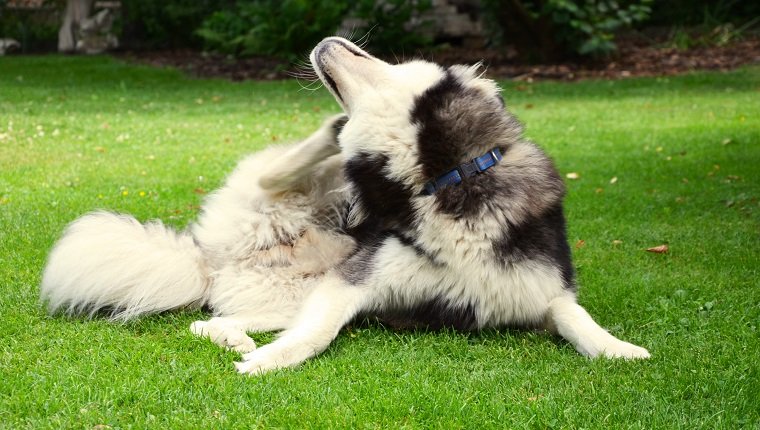 Bild eines Mischlingshundes zwischen Siberian Husky und Weißem Deutschen Schäferhund (Berger Blanc Suisse) mit blauen Augen.