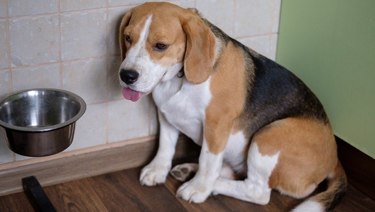 Der Beagle-Hund ist traurig und wartet auf Futter in der Nähe der leeren Schüssel