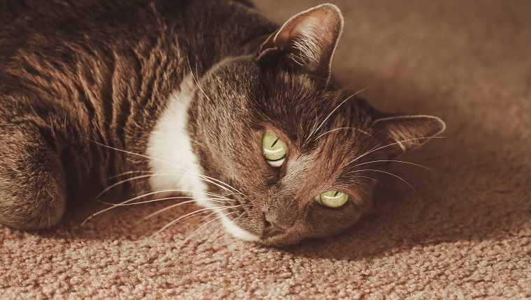 Nette Katze mit schönen grünen Augen, Hauskatze. Hauskatze ist eine grau-weiße Smokingkatze. Konzeptionelles Bild für Langeweile, Traurigkeit und Depression.