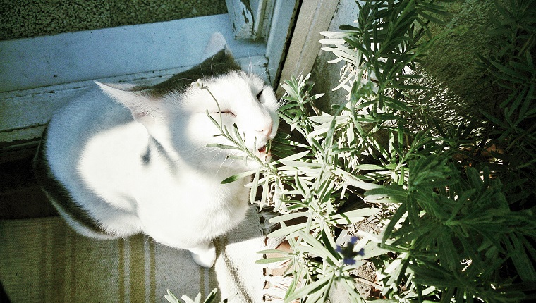 Katze, die Rosmarinblätter isst
