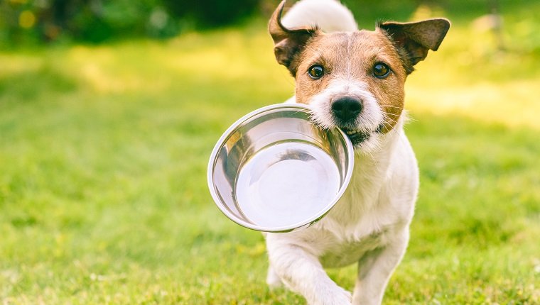 Jack Russell Terrier Hund trägt im Mund Metallplatte