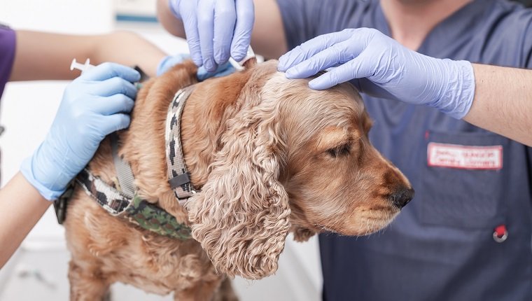 Tierarzt, der Injektion für Hund gibt