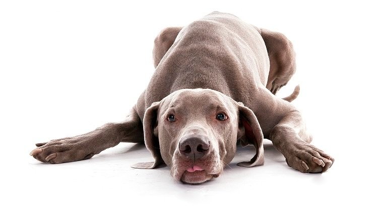 Ataxie (Gleichgewichtsverlust) bei Hunden Symptome, Ursachen und