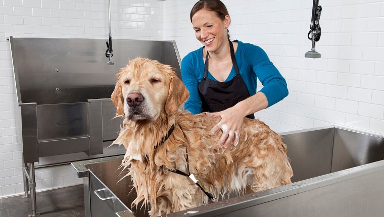 Golden Retriever, der ein Bad in einer Selbstbedienungs-Haustierwäsche bekommt.