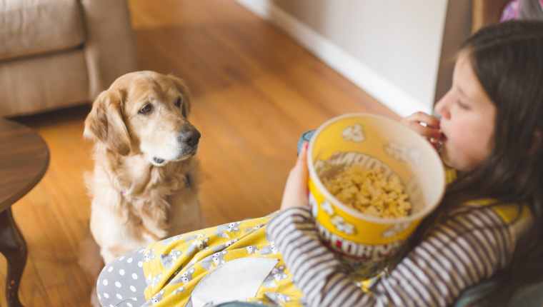 Können Hunde Popcorn essen? Ist Popcorn sicher für Hunde? | Haustiere Welt