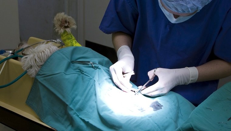 Chirurg operiert am Hund