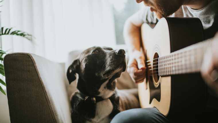 6 Lieder, die berühmte Musiker über die Hunde schrieben, die sie