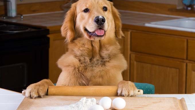 dog in kitchen with rolling pin, eggs, and flour