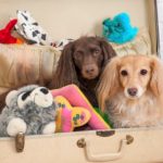 Two dachshunds ready to go with their toys packed in a suitcase.