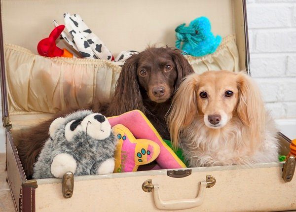 Two dachshunds ready to go with their toys packed in a suitcase.