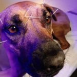 dog getting acupuncture