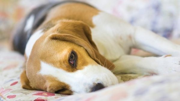 Dexamethason für Hunde Verwendung, Dosierung und Nebenwirkungen