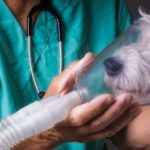 Veterinarian giving oxygen to a dog with emphysema