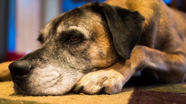 HundeHerpesVirus Symptome, Ursachen und Behandlungen Haustiere Welt