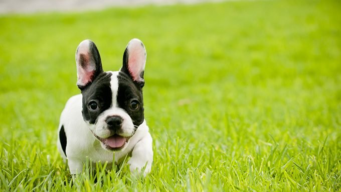 french bulldog puppy in the grass