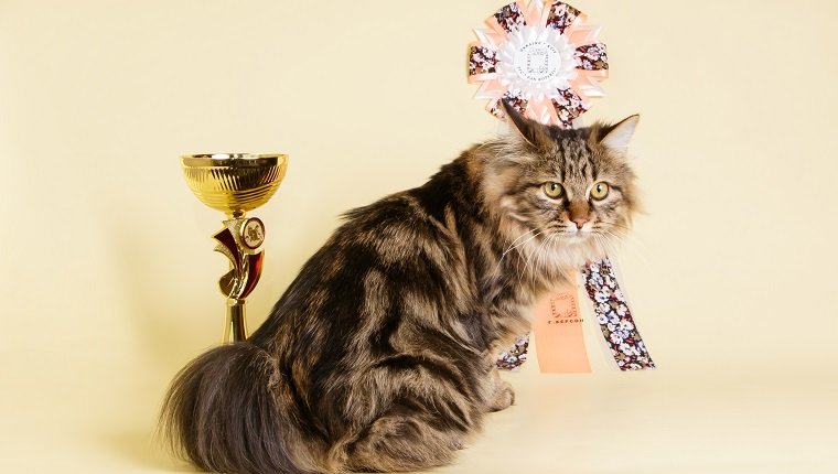 Studiofotografie einer kurilianischen Bobtail-Katze auf farbigem Hintergrund