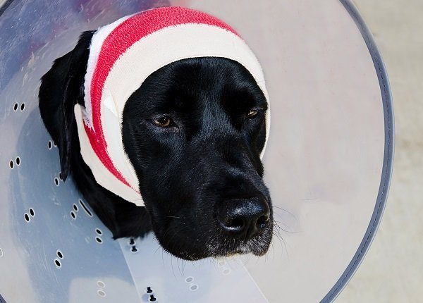 Synkope (Ohnmacht) bei Hunden Symptome, Ursachen und Behandlungen