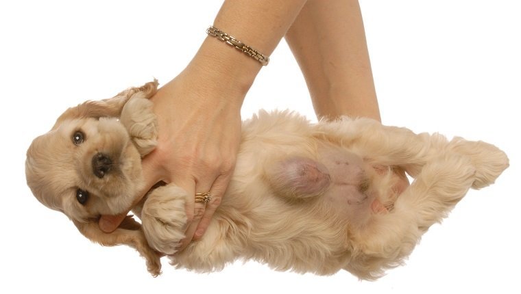 american cocker spaniel puppy with large hernia on abdomen