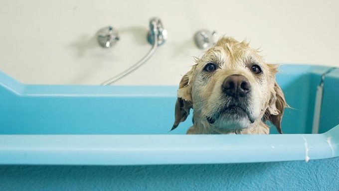 Hunde 101 Alles, was Sie über das Baden Ihres Hundes wissen sollten