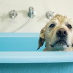 puppy in a bath tub