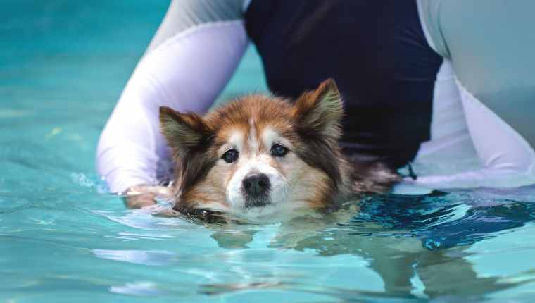 Hunde-Hydrotherapie