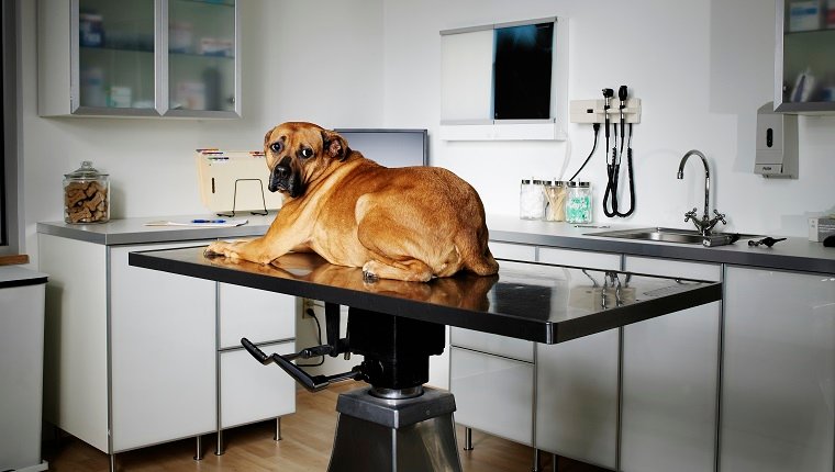 Hund im Büro des Tierarztes kann mit Imodium behandelt werden